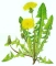 Logo der Naturheilpraxis Renata Zappe: Löwenzahn (ganze Pflanze mit mehreren Blättern und zwei schönen gelben Blüten)